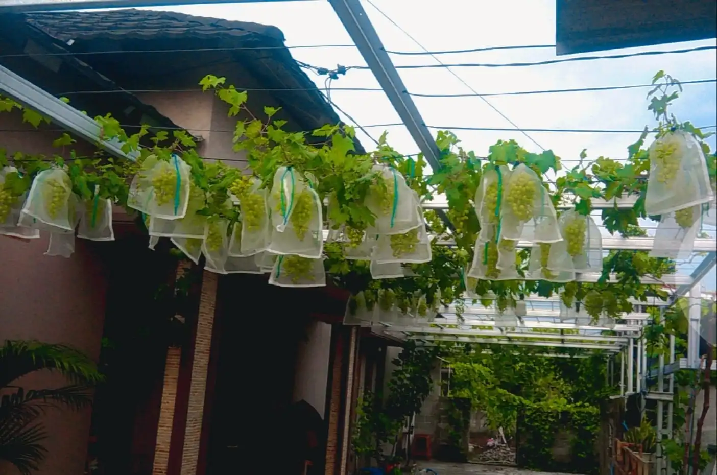 Yufa Grape - Tampak kebun Yufa Grape