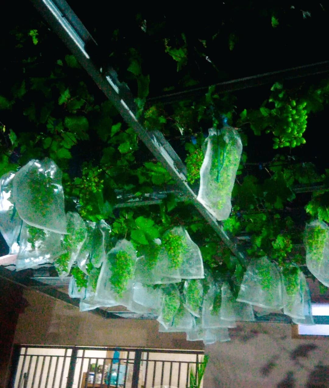 Yufa Grape - Tampak kebun Yufa Grape